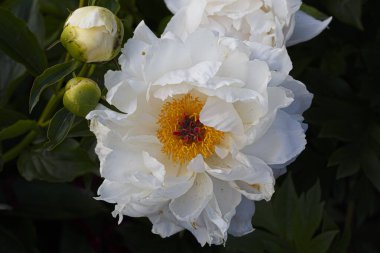 Paeonia laktiflora Minnie Shaylor. Tüylü krep yaprakları ve yeşil yaprakların arka planında sarı erkek çiçekleri olan güzel beyaz şakayık çiçekleri.. 