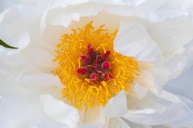 Paeonia laktiflora Minnie Shaylor. Krepimsi taç yaprakları ve sarı mantarları olan güzel, beyaz şakayık çiçekleri.. 