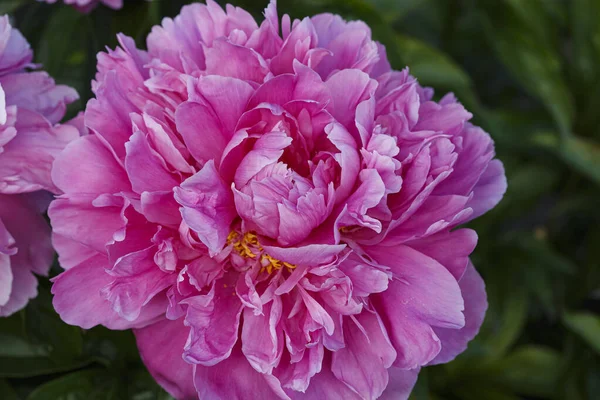 Flor Peonía Rosa Doble Completa Princesa Pradera Paeonia Lactiflora Jardín —  Fotos de Stock