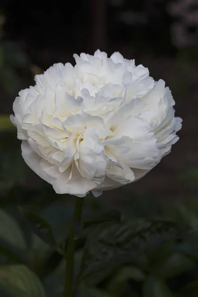 Flor Creme Duplo Peônia Branca Carl Klehm Paeonia Lactiflora Jardim — Fotografia de Stock
