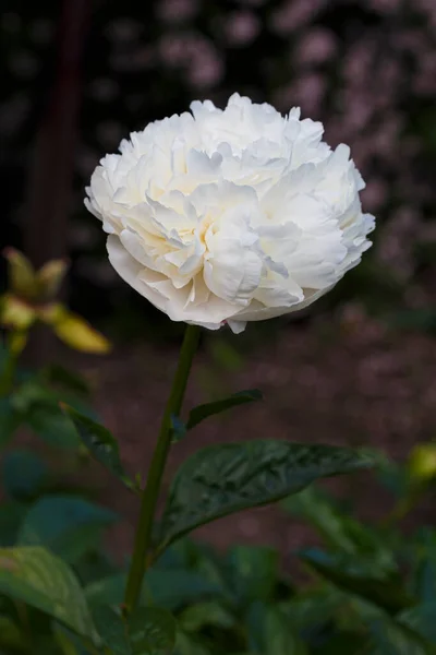 Flor Doble Crema Peonía Blanca Carl Klehm Paeonia Lactiflora Jardín — Foto de Stock