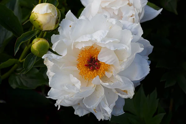 Paeonia Lactiflora Minnie Shaylor Прекрасна Біла Кам Яна Квітка Пухнастими — стокове фото