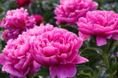 Paeonia lactiflora Rozella yakın plan. Güzel koyu pembe şakayık çiçekleri yaz bahçesinde yeşil yaprakların arka planında. 