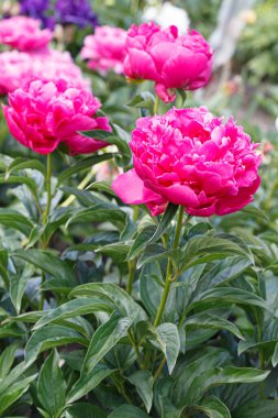 Çifte pembe barok şakayık Ortrud, yaz bahçesinde çiçek açan peeonia lactiflora, bulanık yeşil arka planda.