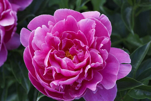 Paeonia Lactiflora Rozella Grande Plano Bela Flor Peônia Dupla Rosa — Fotografia de Stock