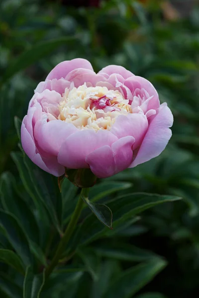 Paeonia Lactiflora Chestine Gowdy Piękne Kwitnące Podwójne Światło Róża Piwonia — Zdjęcie stockowe