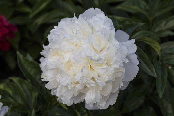 Paeonia Lactiflora Bowl Cream Прекрасний Подвійний Кремовий Білий Кістлявий Чаша — стокове фото