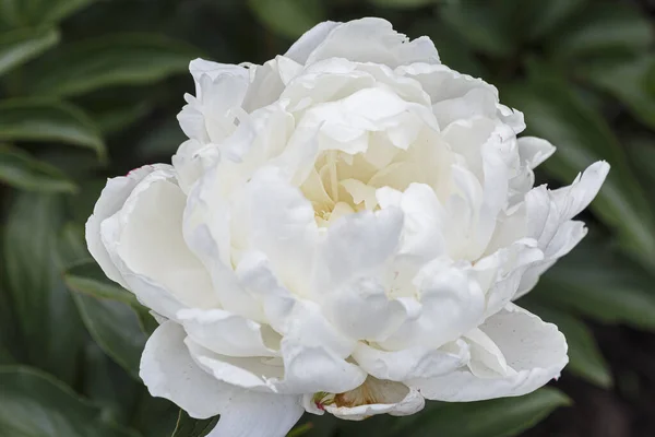 Квіти Повністю Подвійні Білі Кістяки Аліса Хардінг Квітучі Паеонієву Молочну — стокове фото