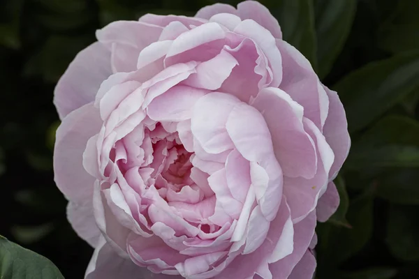 Квітка Подвійна Рожева Півонія Сьюзі Квітуча Паеонія Лакфлора Літньому Саду — стокове фото