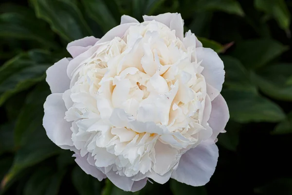 Квіти Подвійний Білий Рожевий Кістяний Vogue Квітуча Паеонія Lactiflora Літній — стокове фото