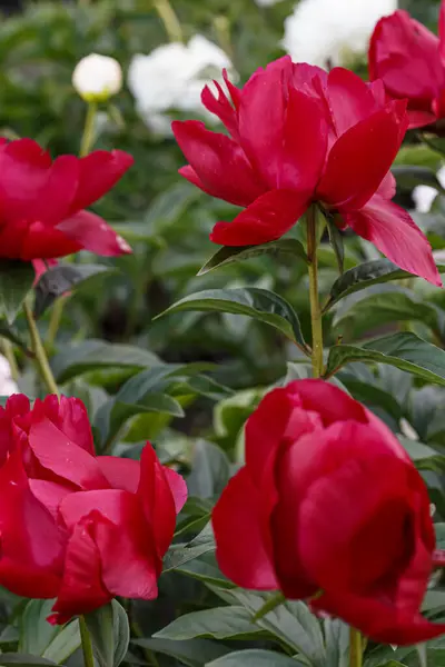 花トペカガーネット色の濃い赤 ガーネット色の単牡丹社長タフト 自然のぼやけた背景に夏の庭でパエオニアの花を咲かせます — ストック写真