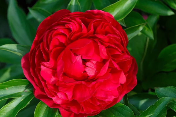Flor Doble Peonía Roja Diana Parks Floración Paeonia Lactiflora Jardín —  Fotos de Stock