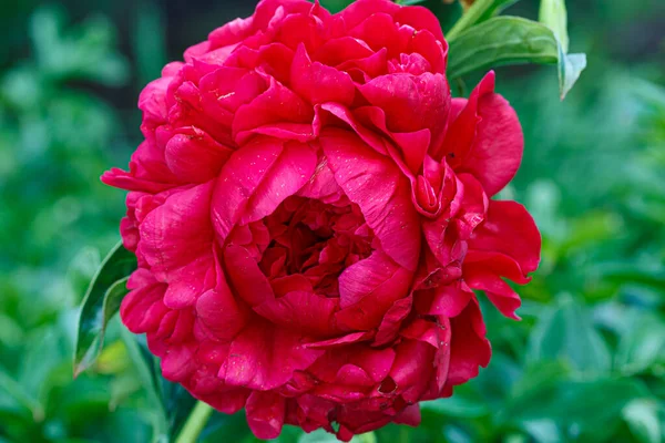 Kwiat Podwójny Kardynał Czerwony Piwonia Henry Bockstoce Kwitnące Peeonia Lactiflora — Zdjęcie stockowe