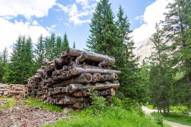 Kesilmiş ağaçlar kozalaklı bir yaz ormanında istiflenmiş. Dolomite Dağları
