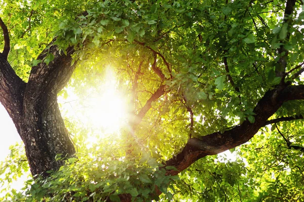 Ett Stort Träd Med Grenar Och Färgglada Blad Naturligt Vackra — Stockfoto