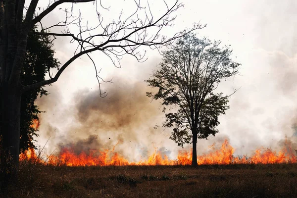Los Incendios Forestales Están Quemando Bosque Primavera — Foto de Stock