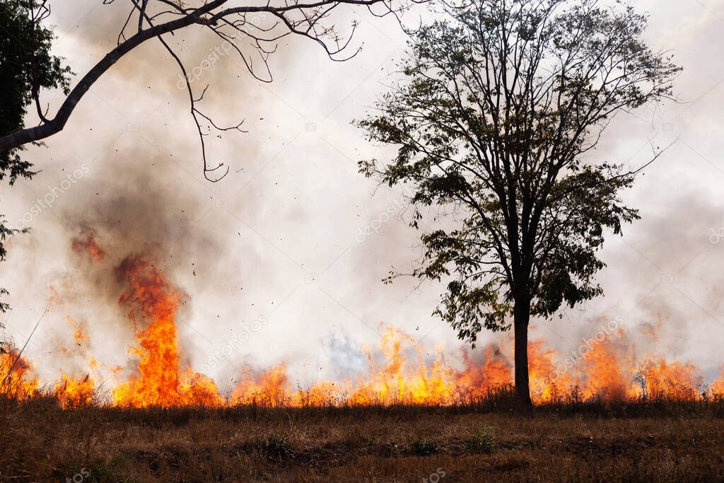 Forest fires are burning the forest in spring