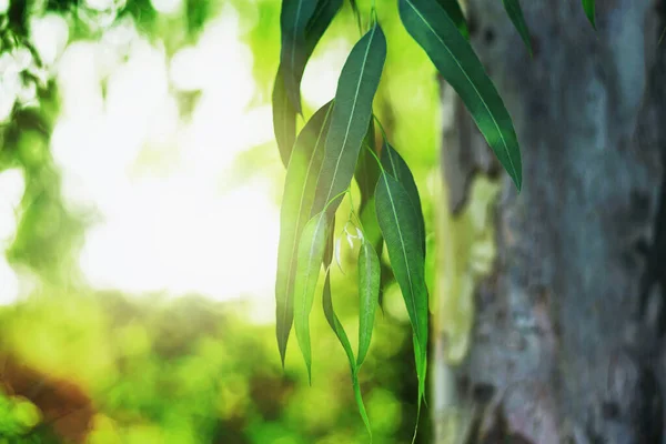 Eukalyptusblad Kvistar Eukalyptusträd — Stockfoto