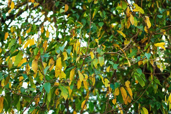 Beautiful Green Leafy Branches Natural Leaf Background — Stock Photo, Image