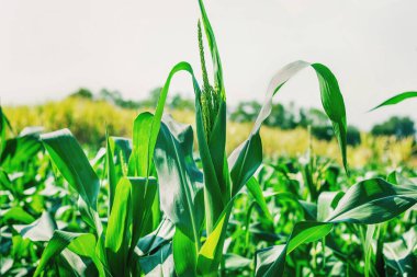Çiftçilerin çiftliklerinde yetişen mısırlar büyüyor. Akşamları hafif bir güneş ışığı var..