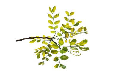 Güzel yeşil yaprakları olan dallar beyaz arkaplanda izole edilmiş..