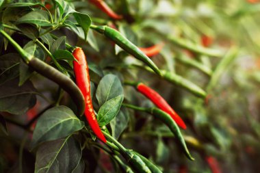 Çiftçinin acı biber çiftliği şimdi hasat ediyor..