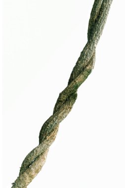 Beyaz bir zemin üzerinde sarmaşığın çarpık doğası