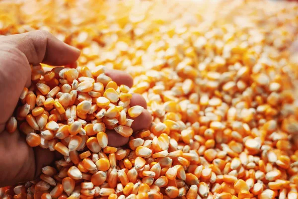 Les Agriculteurs Utilisent Leurs Mains Pour Saisir Les Grains Maïs — Photo