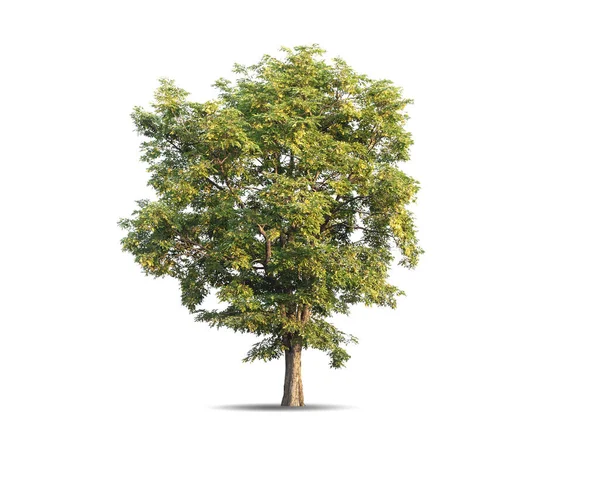 Ağaç Güzel Görünüyor Beyaz Arka Planda Izole Edilmiş — Stok fotoğraf