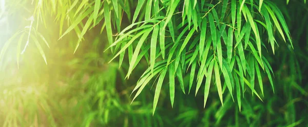 Gröna Bambublad Med Naturligt Solljus — Stockfoto