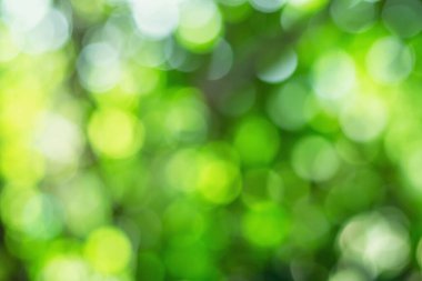 Bulanık bir arkaplanda yeşil bokeh Yapraklardan doğal yeşil bokeh