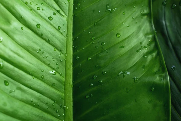 Leaves with water drops on top after rain