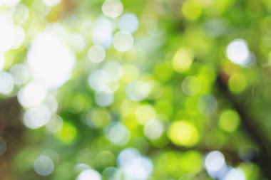 Bulanık bir arkaplanda yeşil bokeh Yapraklardan doğal yeşil bokeh