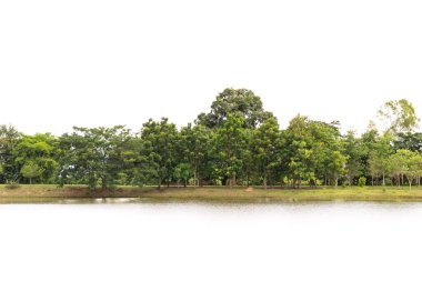 Orman beyaz arka planda ayrı olarak yer almaktadır..