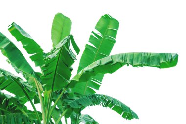 Beyaz arkaplandan ayrılmış muz çiftliği