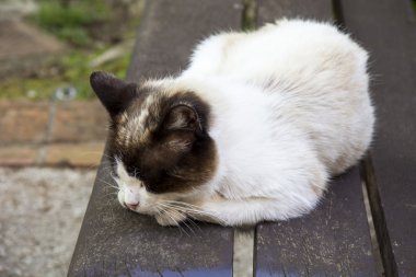 Bir kedinin 17 fotoğraf