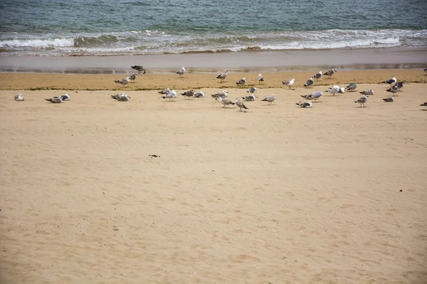 Beach and birds — Stock Photo, Image