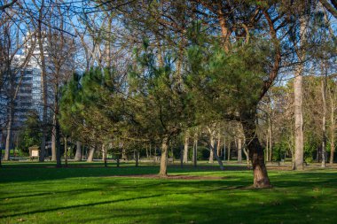 Birkaç ağaçlı park yeri, yeşil çimenler ve (güneş ve gölge)).
