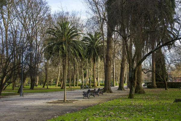 Parkdetail Mit Mehreren Bäumen Grünem Gras Und Sonnenlicht — Stockfoto