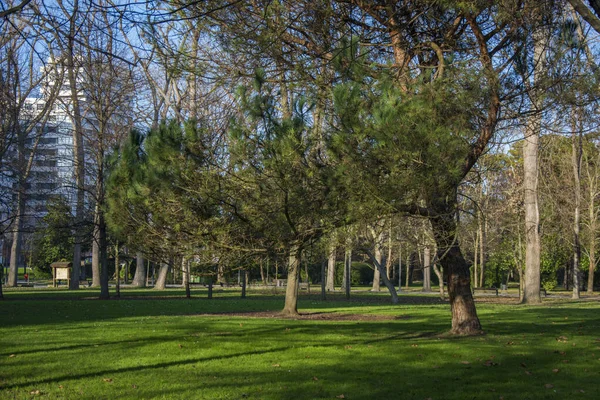 Birkaç ağaçlı park yeri, yeşil çimenler ve (güneş ve gölge)).