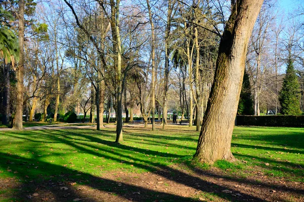 Yeşil Çimenleri Gölgesi Olan Bir Parkta Birkaç Ağaç — Stok fotoğraf