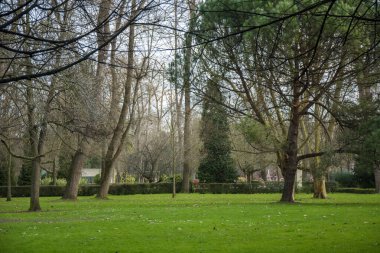 Yeşil çimenleri ve birkaç dalı olan bir parkta birkaç ağaç..