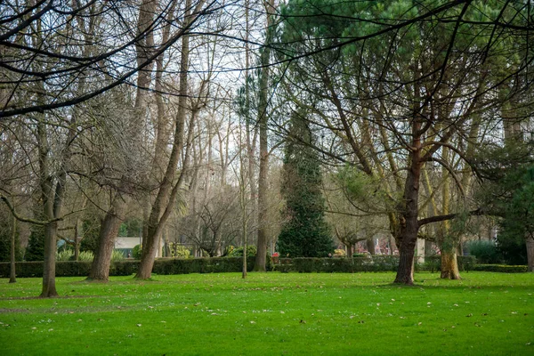 Mehrere Bäume Einem Park Mit Grünem Gras Und Mehreren Ästen — Stockfoto