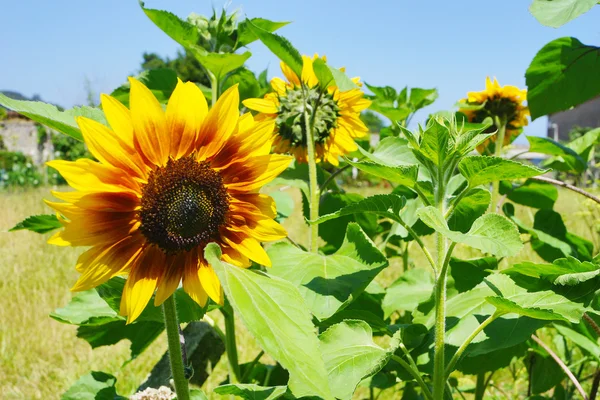 Girasol b — Foto de Stock