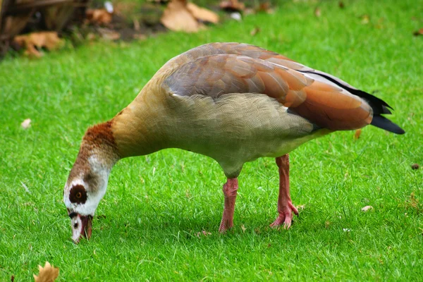 Bird c — Stock Photo, Image