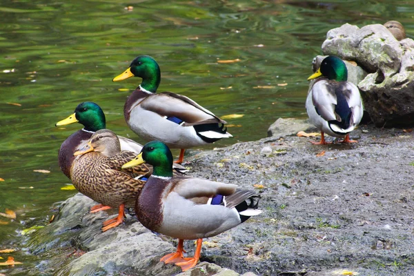 Vögel ein — Stockfoto