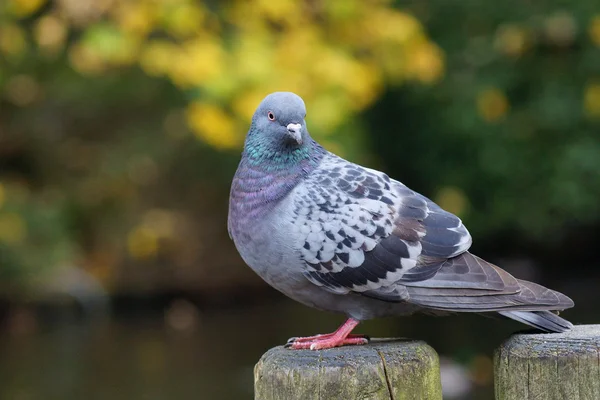 鳥 b ロイヤリティフリーのストック写真