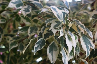 Güneş ışığı ile yaprakları