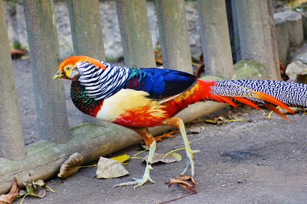 Peacock b — Stock Photo, Image