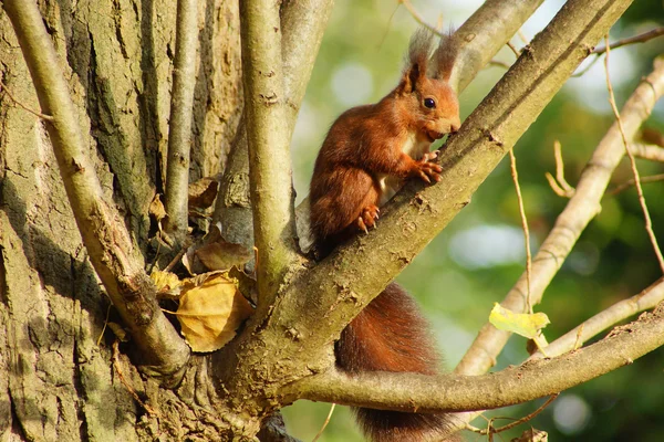 Eichhörnchen a — Stockfoto